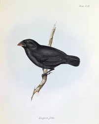 Geospiza Fortis, illustratie uit The Zoology of the Voyage of H.M.S. Beagle, 1832-36, door Charles Darwin, 1840