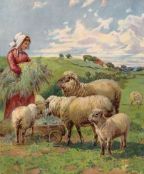 Meisje dat schapen voedt