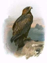 Steenarend