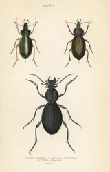 Gouden loopkever, Carabus auratus 1, loopkever, Carabus clathratus 2, en grote zwarte loopkever, Tefflus megerlei
