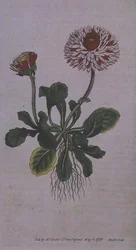 Grote Dubbele Madelief (Bellis perennis var. major flore pleno), plaat 228 uit William Curtis