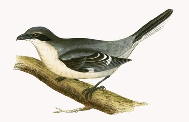 Grote Klapekster, illustratie uit 