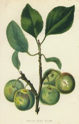 Groene Gage Pruim