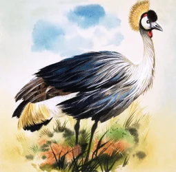 Grijskroonkraanvogel