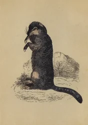 Grondeekhoorn