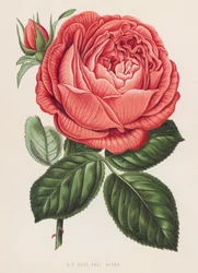 H P Rose, Paul Neron