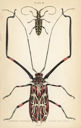 Harlekijnkever, Acrocinus longimanus, en platkoppige boktor, Taeniotes subocellatus
