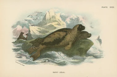 Zeehond