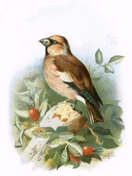 Appelvink