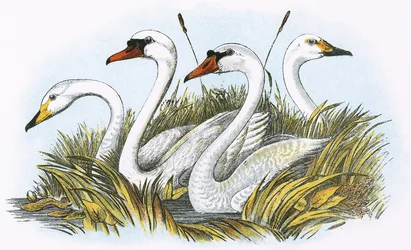 Hoofden van soorten Britse zwanen