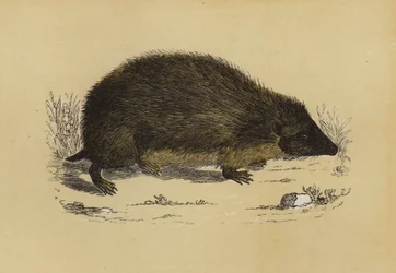 Egel