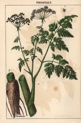 Gevlekte scheerling of Conium maculatum, uit 