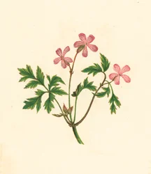 Robertskruid, of Arme Robin, Geranium Robertianum