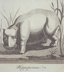 Nijlpaard, uit The Gentleman