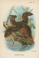 Hoatzin (Jong)