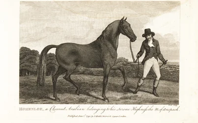 Hohenloe, een kastanjebruine Arabier behorend tot Zijne Doorluchtige Hoogheid de Markgraaf van Anspach