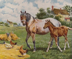 Paard en veulen, schapen en kippen