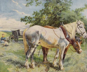 Paarden nemen een pauze van het werk op een boerderij