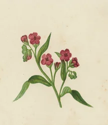 Hondstong, Cynoglossum Officinale