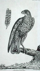 IJslandse valk (Falco Rusticolus), uit 