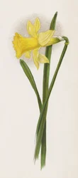Illustratie voor Een Droom van een Tuin