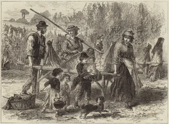 Incidenten bij het hopplukken