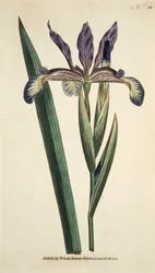 Iris Spuria (Spurieuze Iris), uit The Botanical Magazine or Flower Garden Displayed, uitgegeven 1790 (handgekleurde gravure)