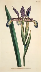 Iris Spuria Spurios Iris, pub. 1790 handgekleurde gravure