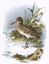 Watersnip