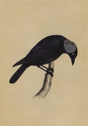 Kauw