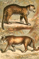 Jaguar en Puma