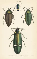 Juweelkevers: Buprestis chrysis 1, Buprestis sternicornis 2, Buprestis bicolor 3, Buprestis amoena 4