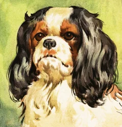 King Charles Spaniël