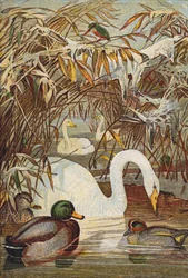 IJsvogel, eenden en zwanen (kleurenlitho)