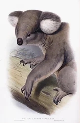 Koala - Phascolarctos cinereus, 1845-1863
