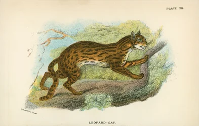 Luipaardkat