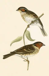 Kleine Gors, illustratie uit 