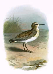 Kleine strandloper