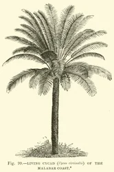 Levende Cycad (Cycas circinalis) van de Malabarkust