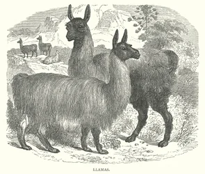 Vlammen (gravure)