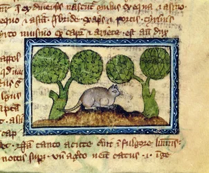 MS 379 f.12r Een kat gehurkt op een hoop aarde (detail)