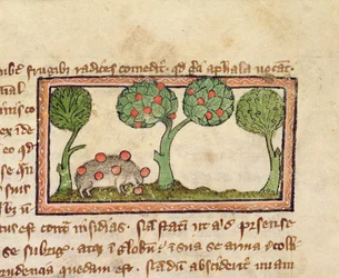 MS 379 f.13r Een egel die appels plukt (detail)