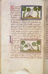 MS 379 f.22v Tekstpagina met een witte havik en een nachtegaal, uit een Bestiarium (perkament)