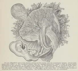 Vergrote weergave van het menselijke embryo van vier weken, met de membranen geopend