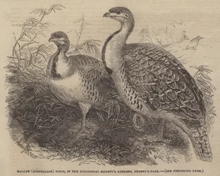 Mallee (Australische) Vogels, in de Tuinen van de Zoological Society, Regent