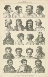 Mens. Variëteiten van het menselijk ras (gravure)