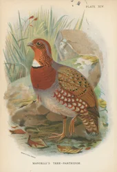 Mandelli