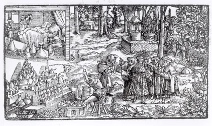 Medische kruidenkweek, 1531