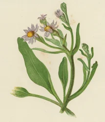 Herfstaster, Aster Tripolium