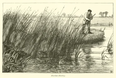 Meerkoet Jacht